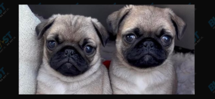Jon Graziano's foster pugs