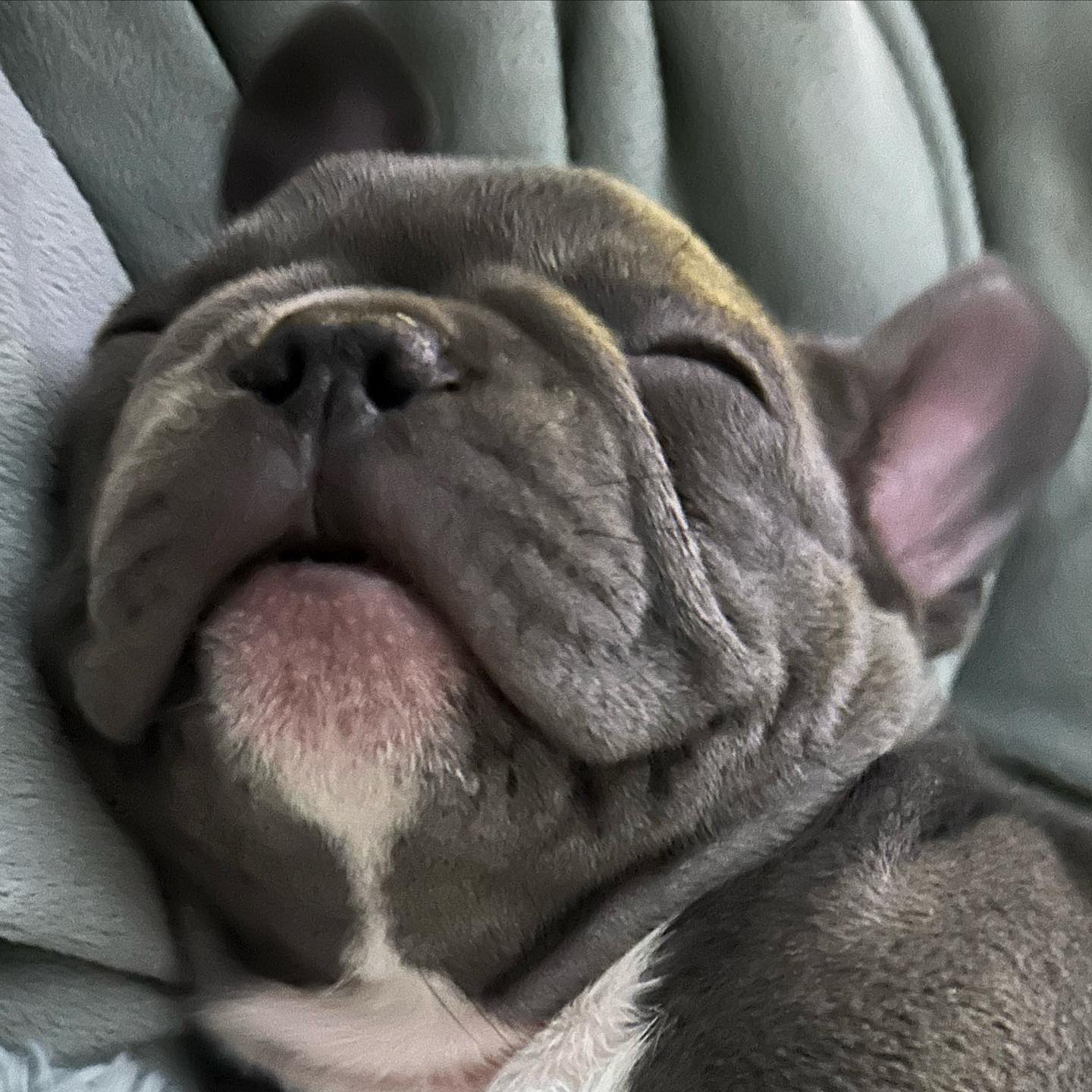 Sami Sheen gifts Denise Richards a French bulldog for Easter 2023 
