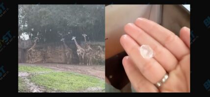 VIDEO: Hail Falls Down At Disney's Animal Kingdom