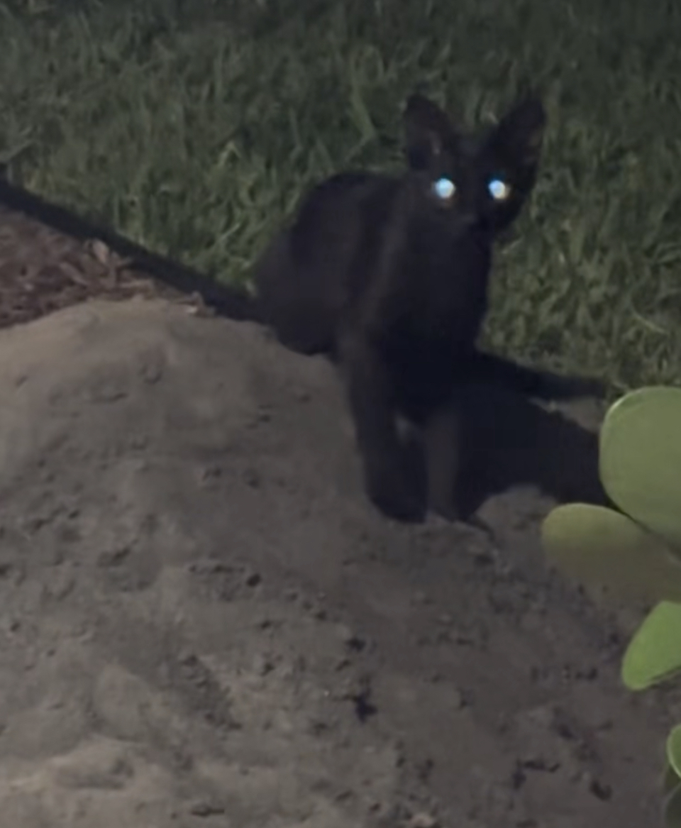 Nudacris' new friend