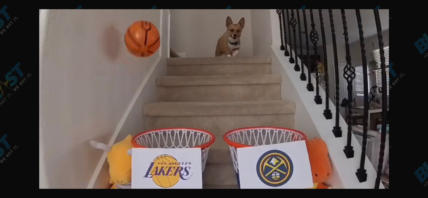 Lilo the corgi predicting the NBA playoffs