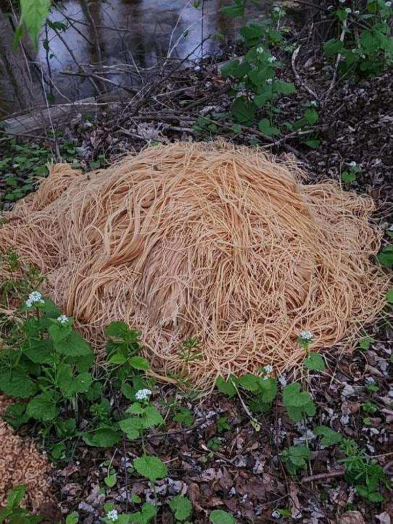 Mountains of cooked pasta mysteriously dumped in US town