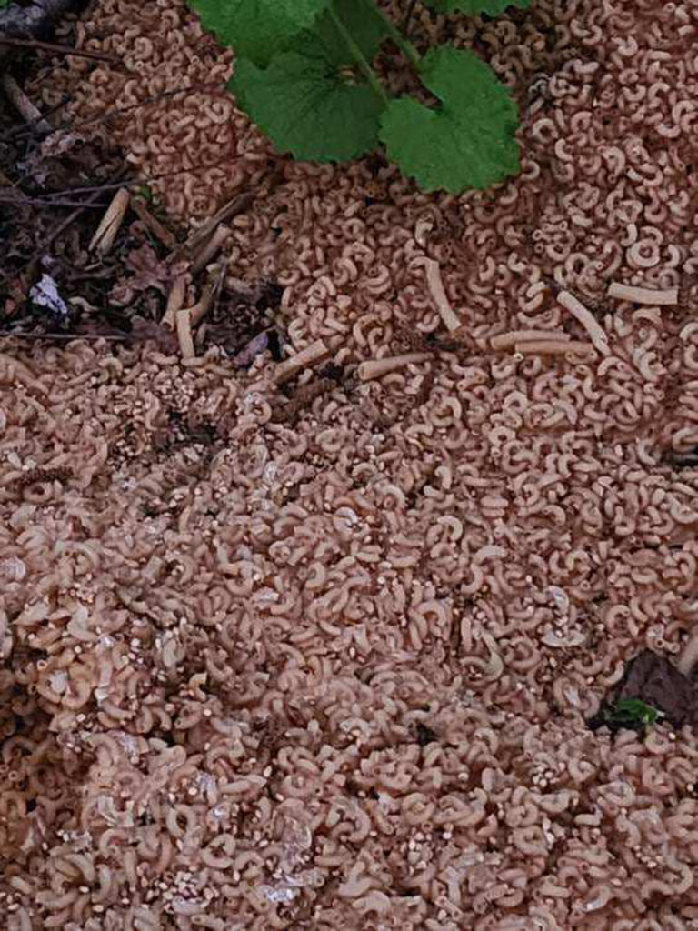 Mountains of cooked pasta mysteriously dumped in US town
