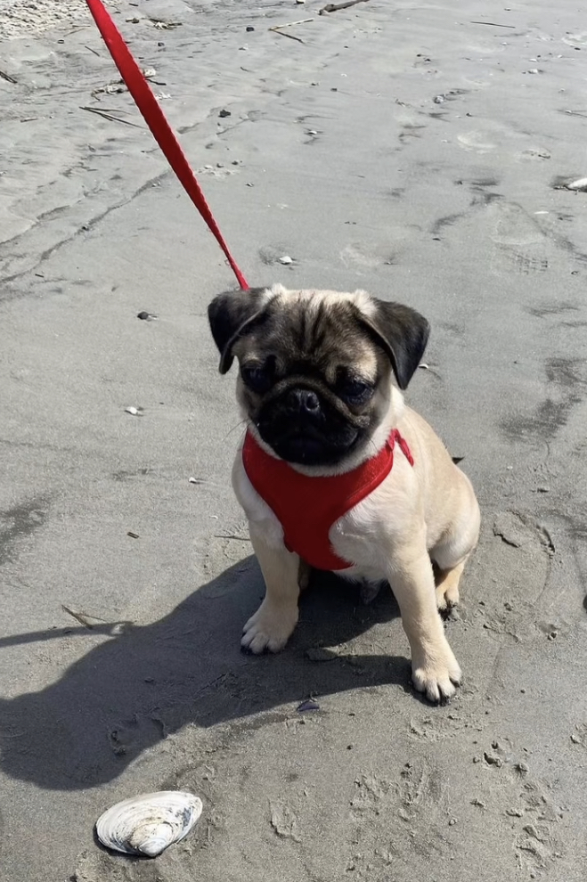 Jonathan Graziano's foster pug Macaroni