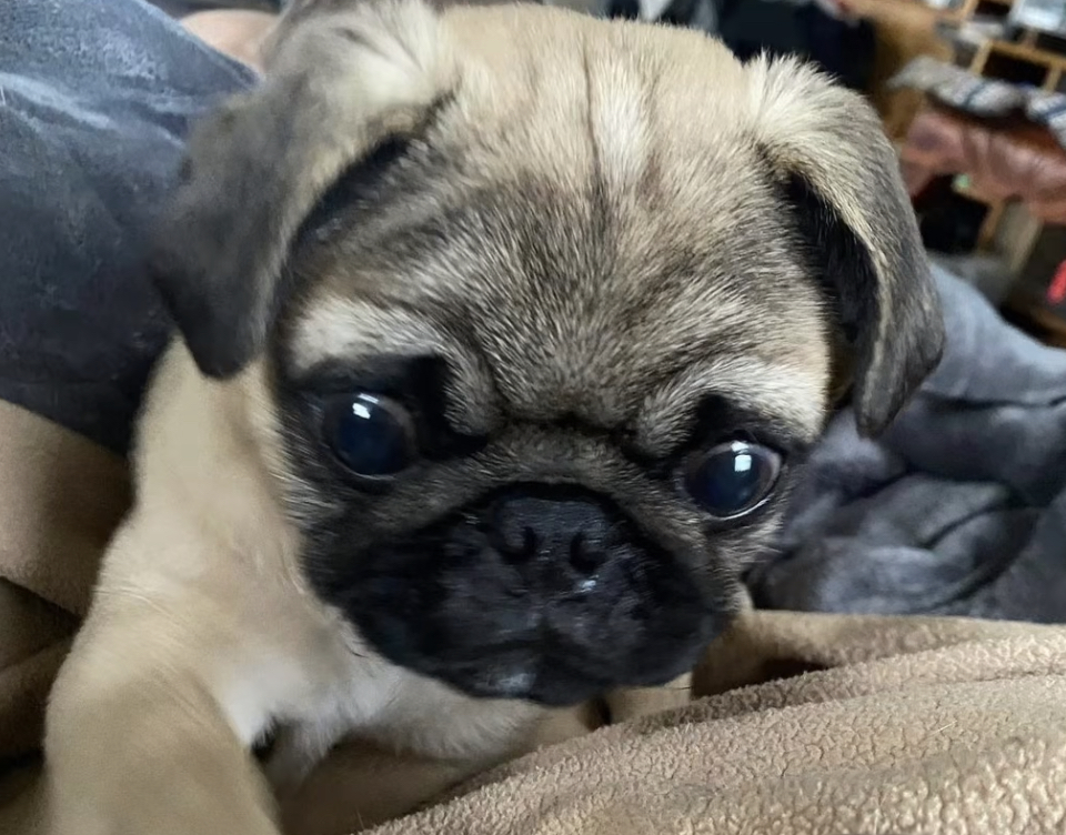 Jonathan Graziano foster pug