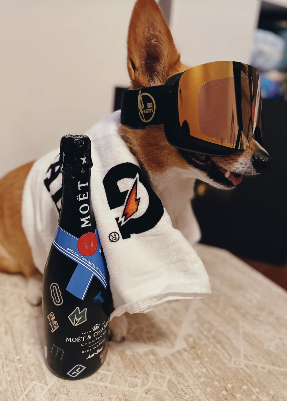 Lilo the corgi