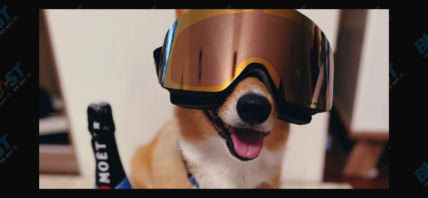 Lilo the corgi