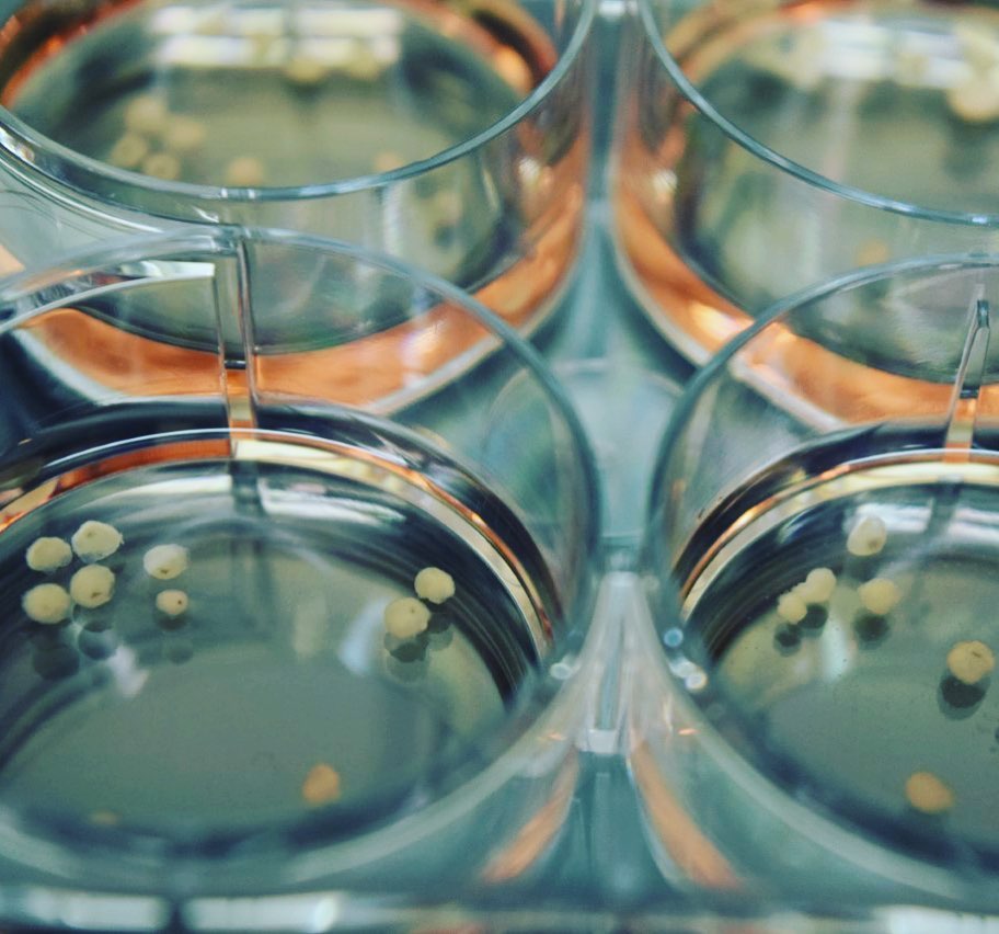 New Chemical Cocktail Listed as Genuine 'Fountain Of Youth' For Age Reversal