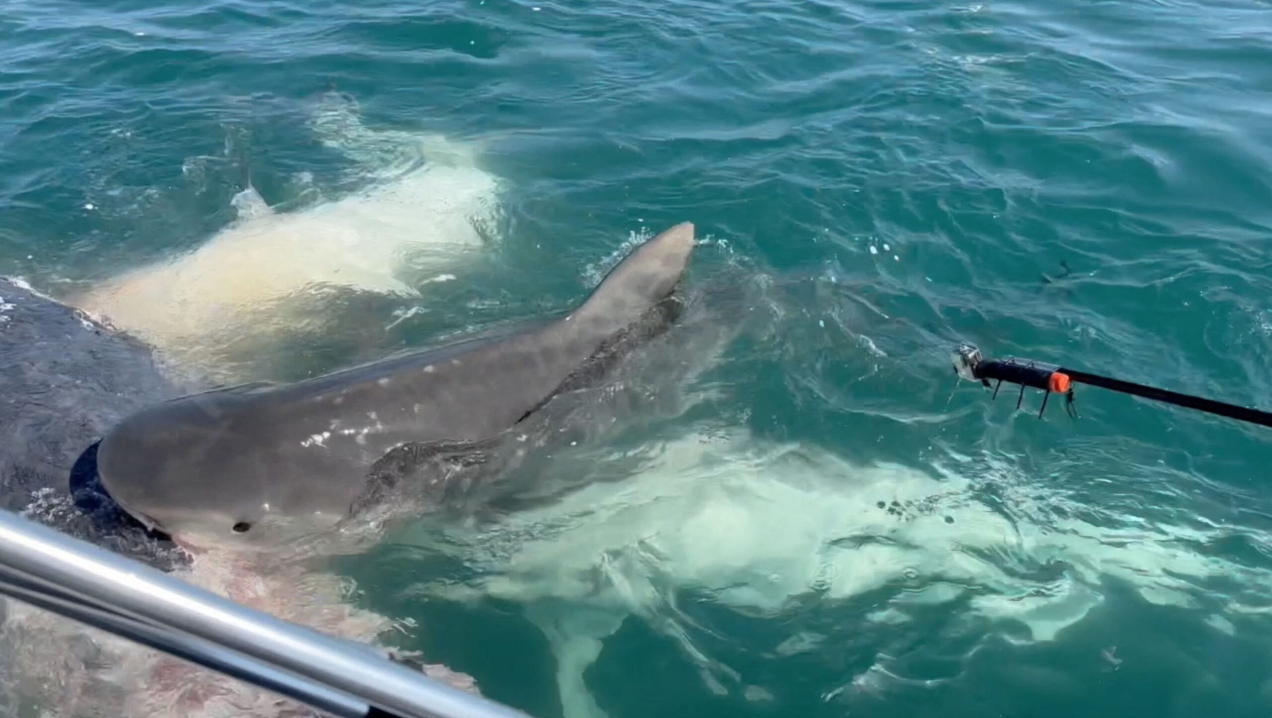 Up to 50 tiger sharks mass to feast on whale carcass