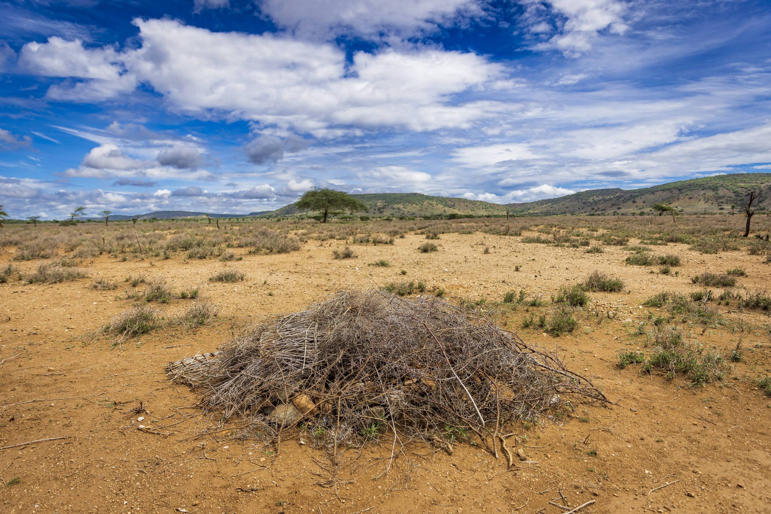 Northern Kenya Africa are currently facing the worst draught since the 1980s