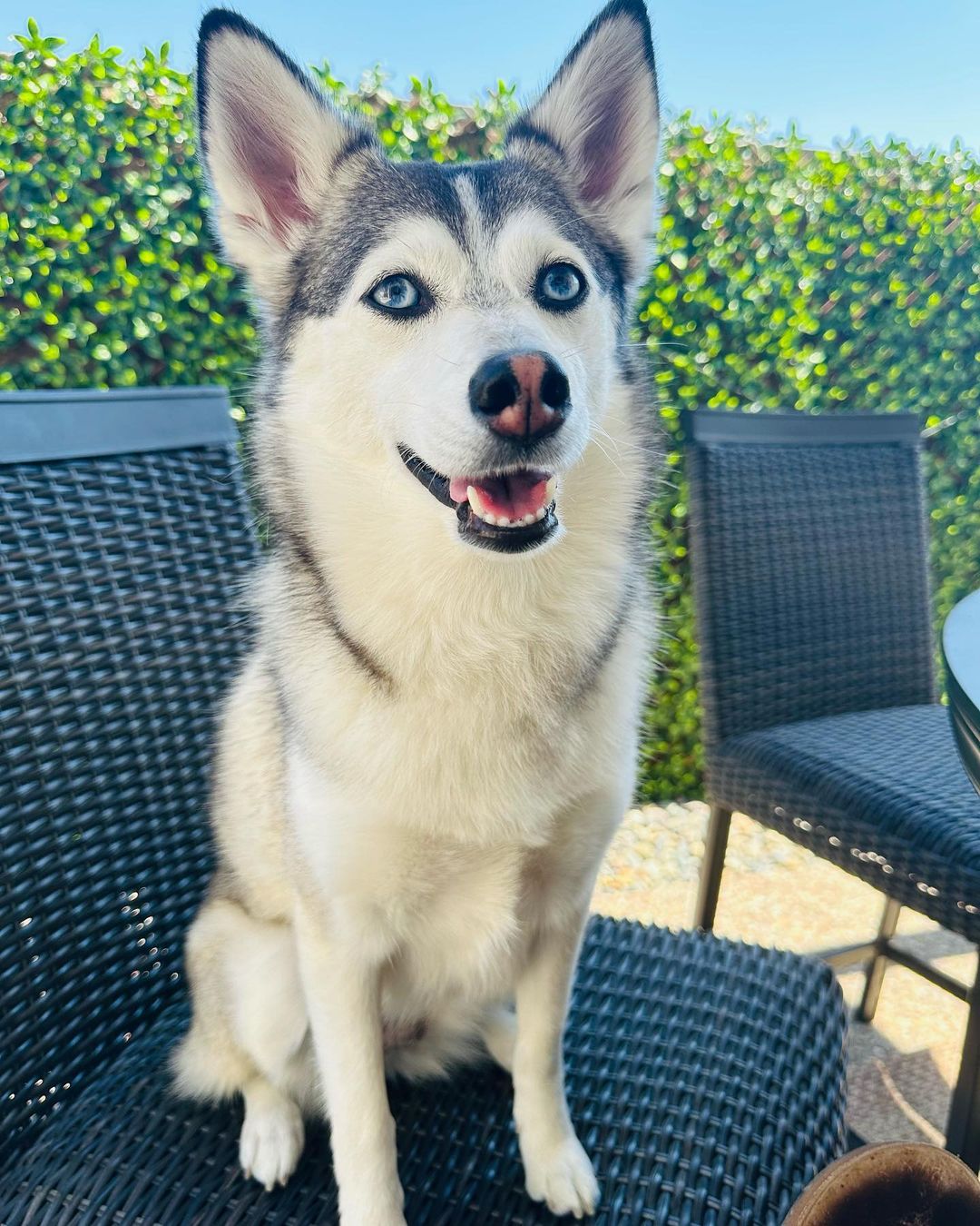Sapphie the pomsky
