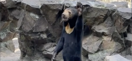 Fake Animals At A Zoo In China Sparks Outrage Among Paying Customers