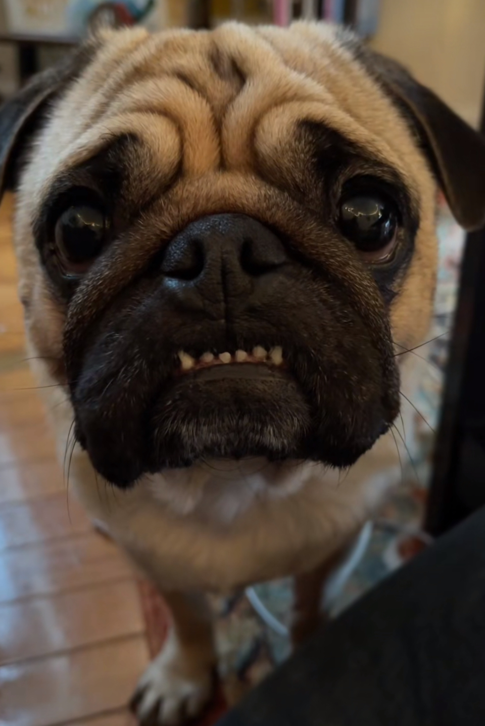 Lobo the pug