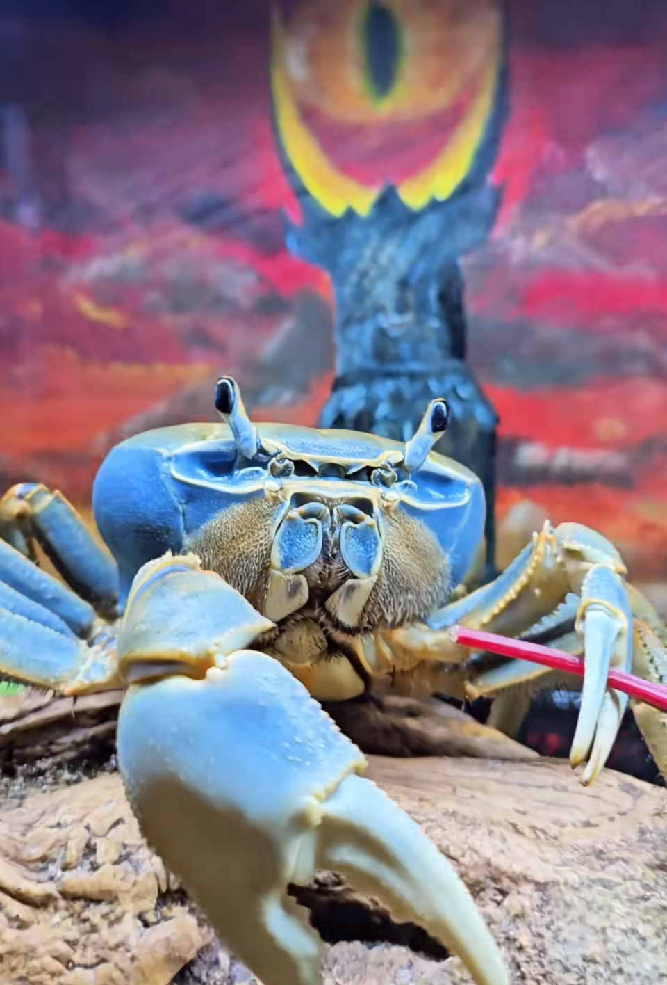 Howie the Crab