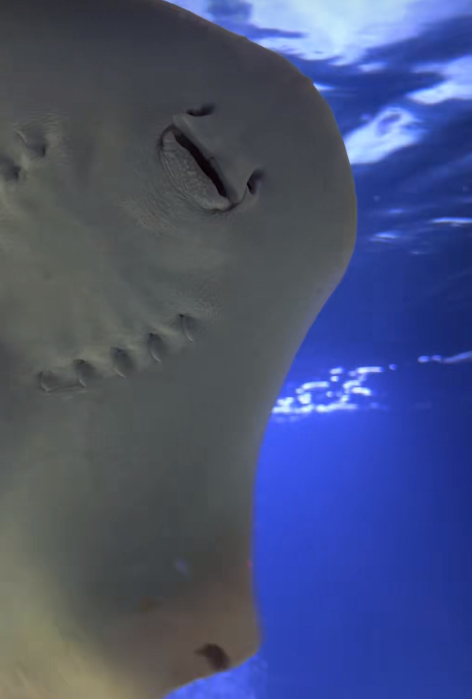Charlotte the stingray
