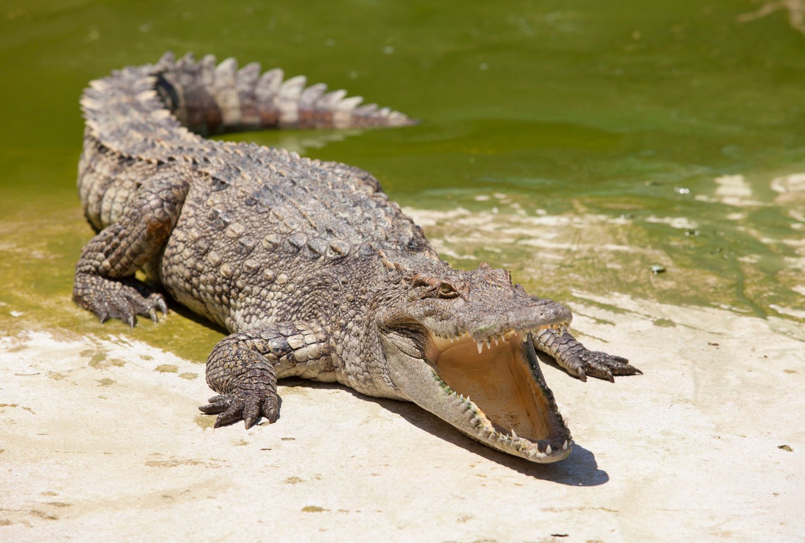 'Only In Florida': 8-Foot Gator Results In 9-1-1 Call