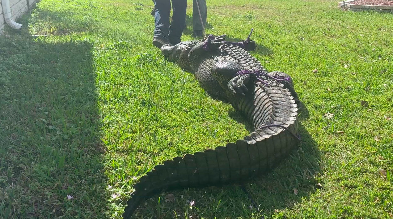 'Only In Florida': 8-Foot Gator Results In 9-1-1 Call