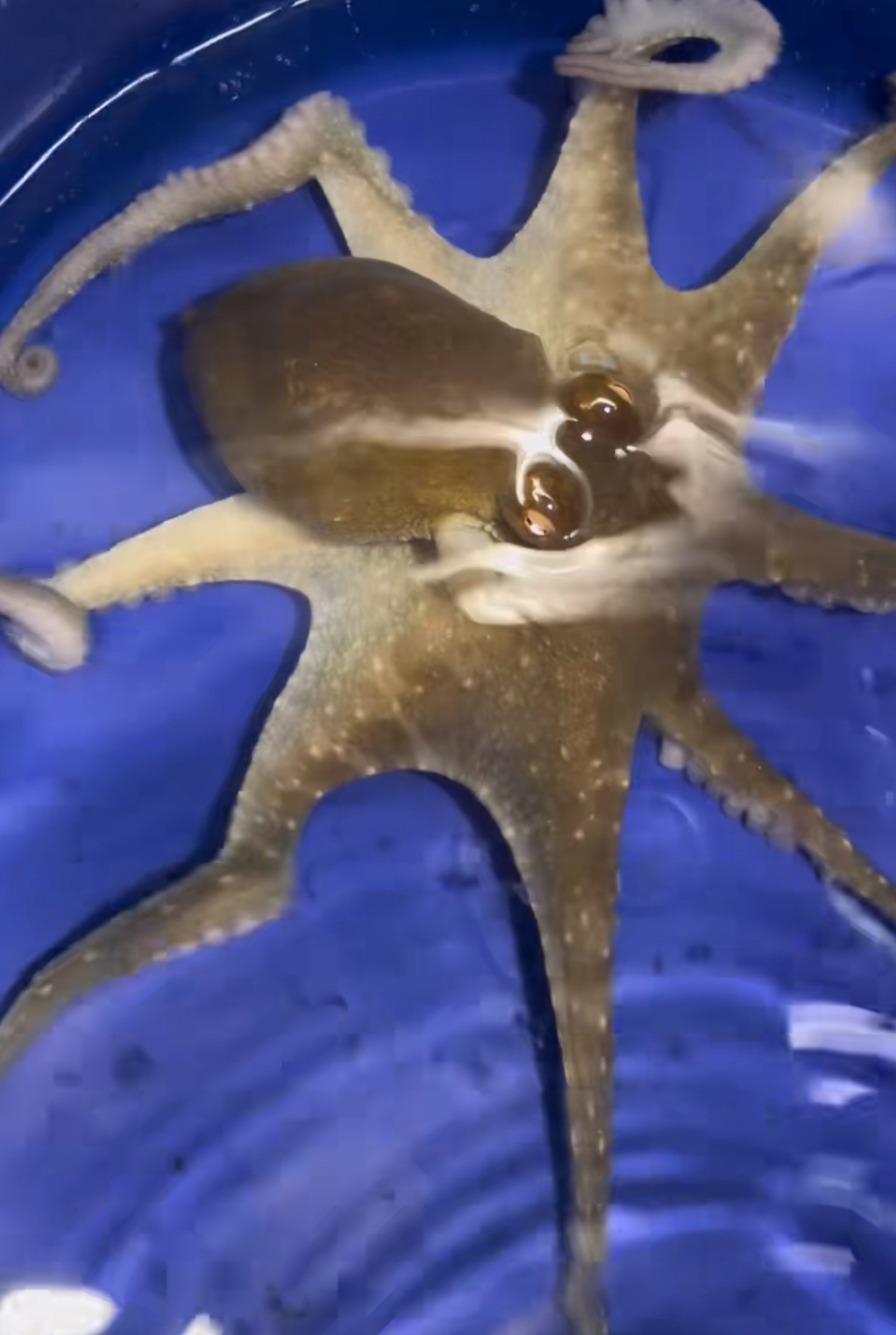 TikToktopus