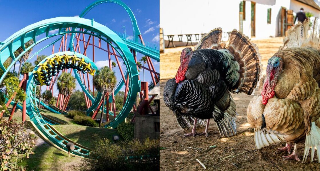 Turkey Ride Attraction Flock Of Turkeys Test Ride New Roller Coaster At Indiana Theme Park