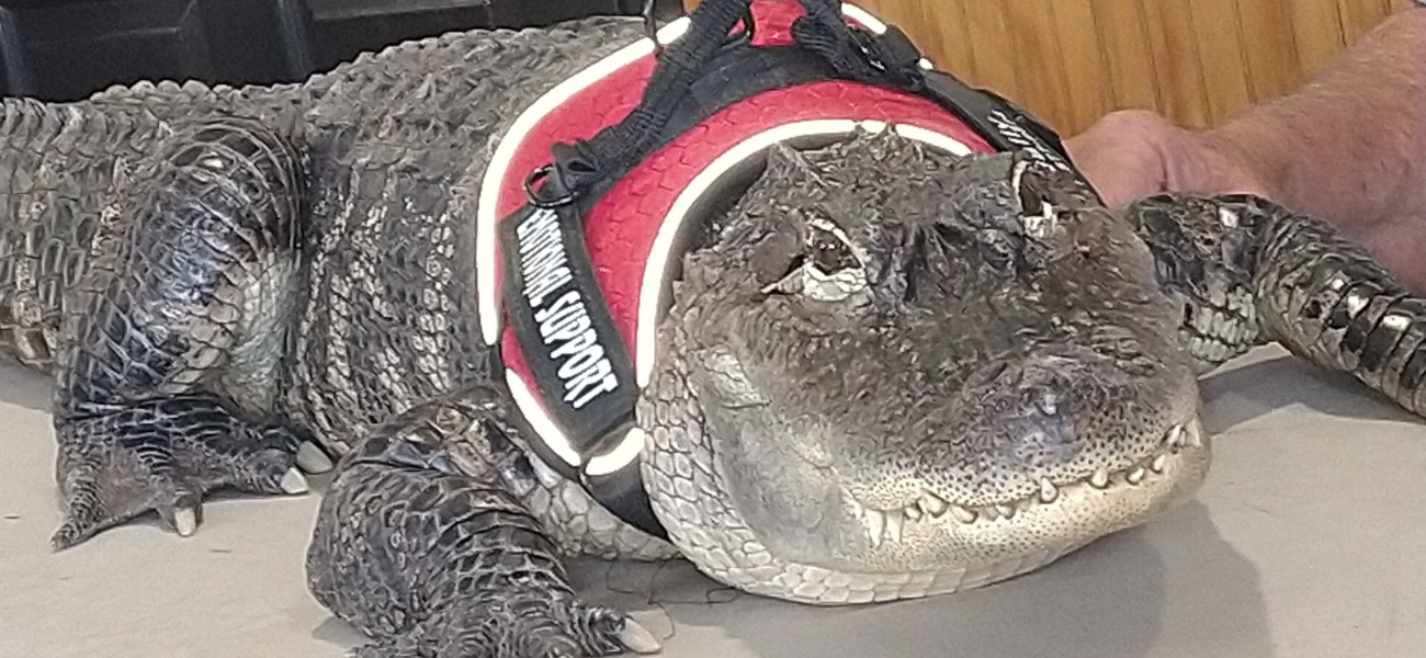 Scared Gator Update On Stolen Emotional Support Gator Unveils Grim Reality