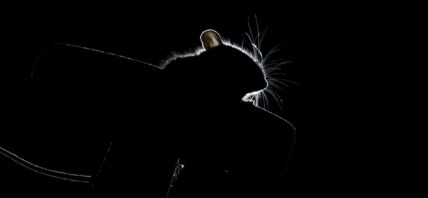 A monochrome photo of a rat