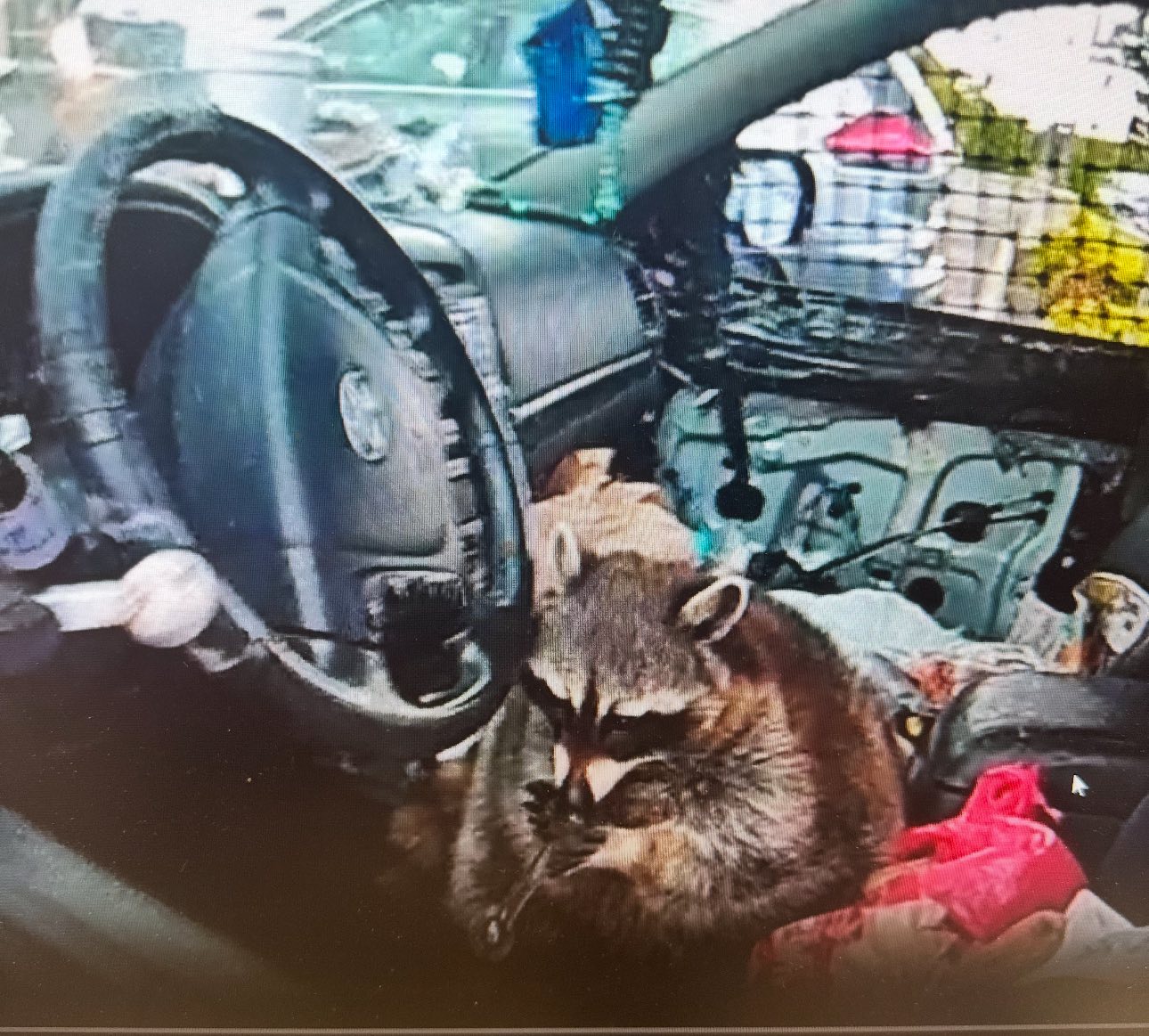 Raccoon with the meth pipe