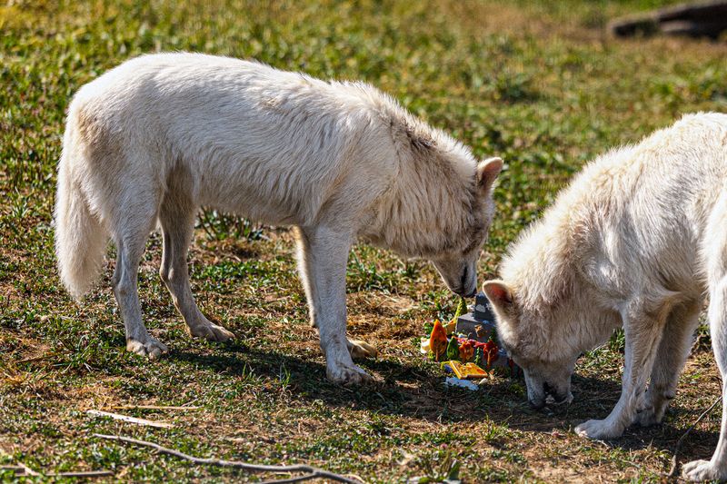 Romulus and Remus