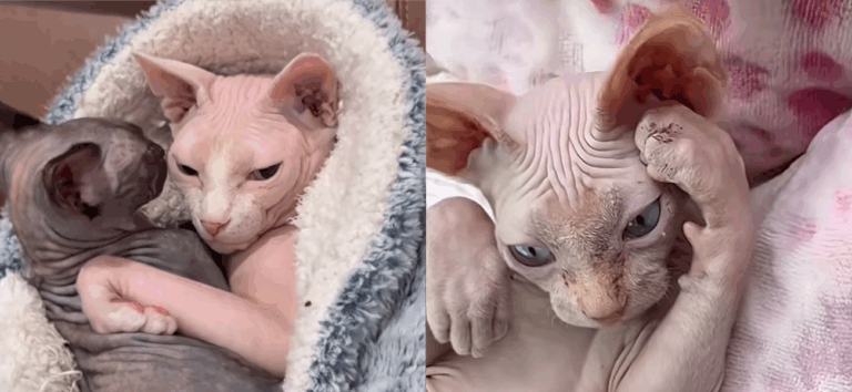 Nudacris, Nakee Minaj, and Skin Shady