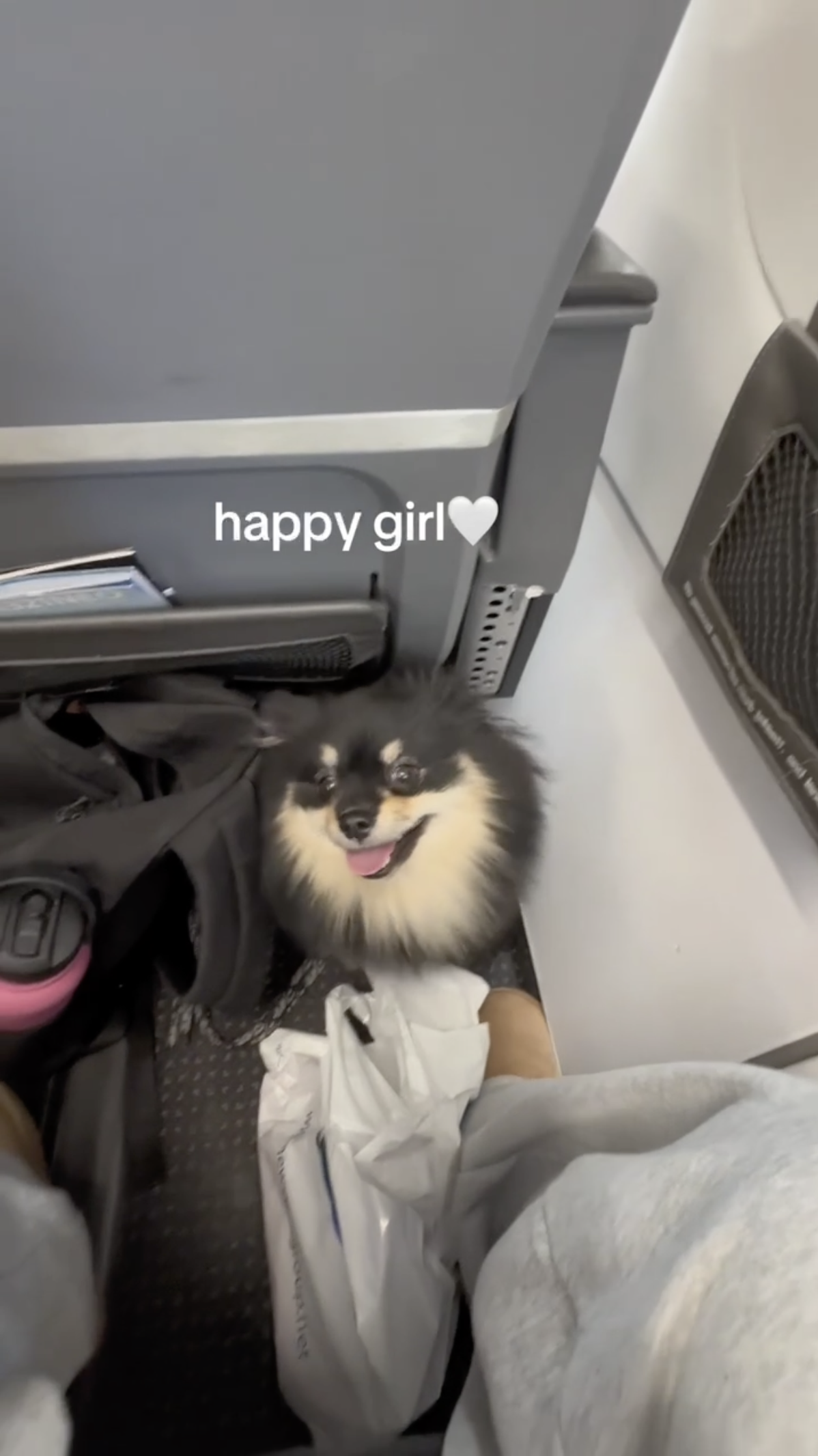 Kay Carlson's dog