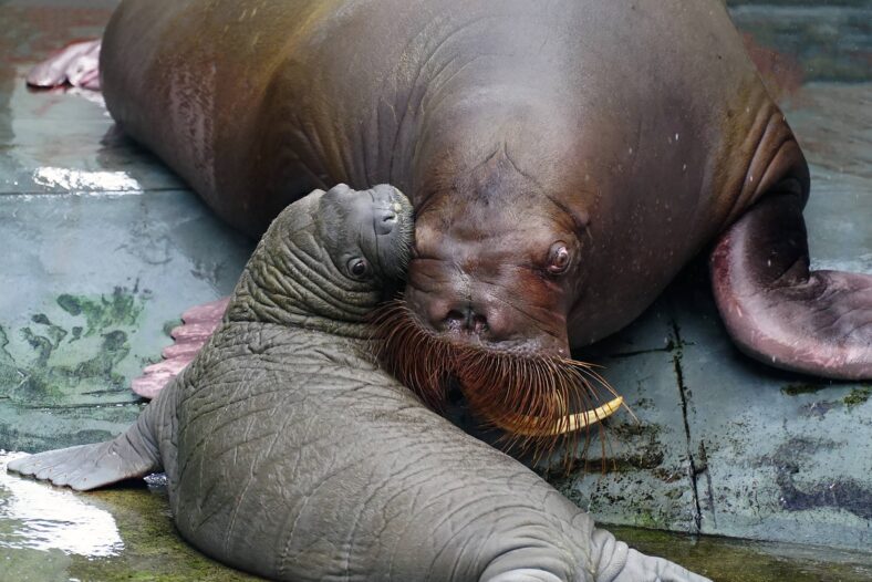 Adorable baby walrus born at SeaWorld Orlando.