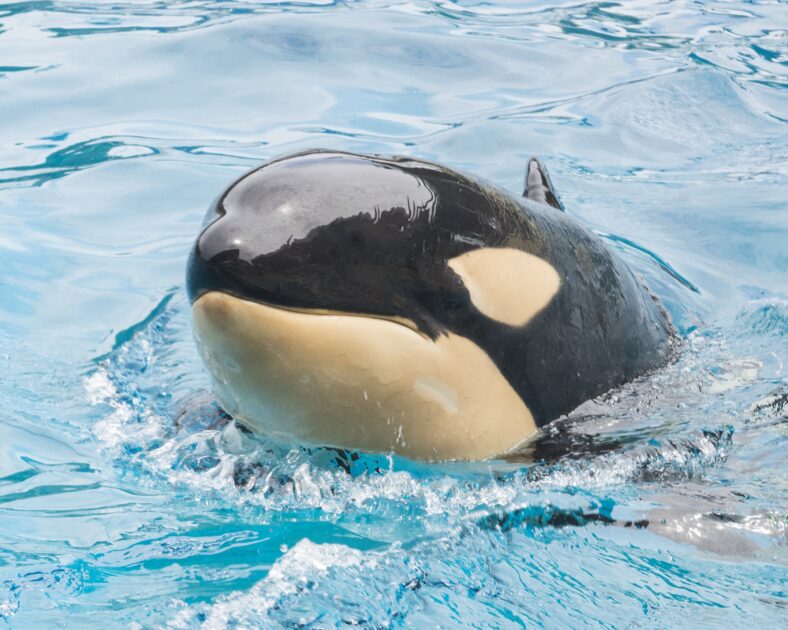Killer whale that died suddenly at SeaWorld San Diego