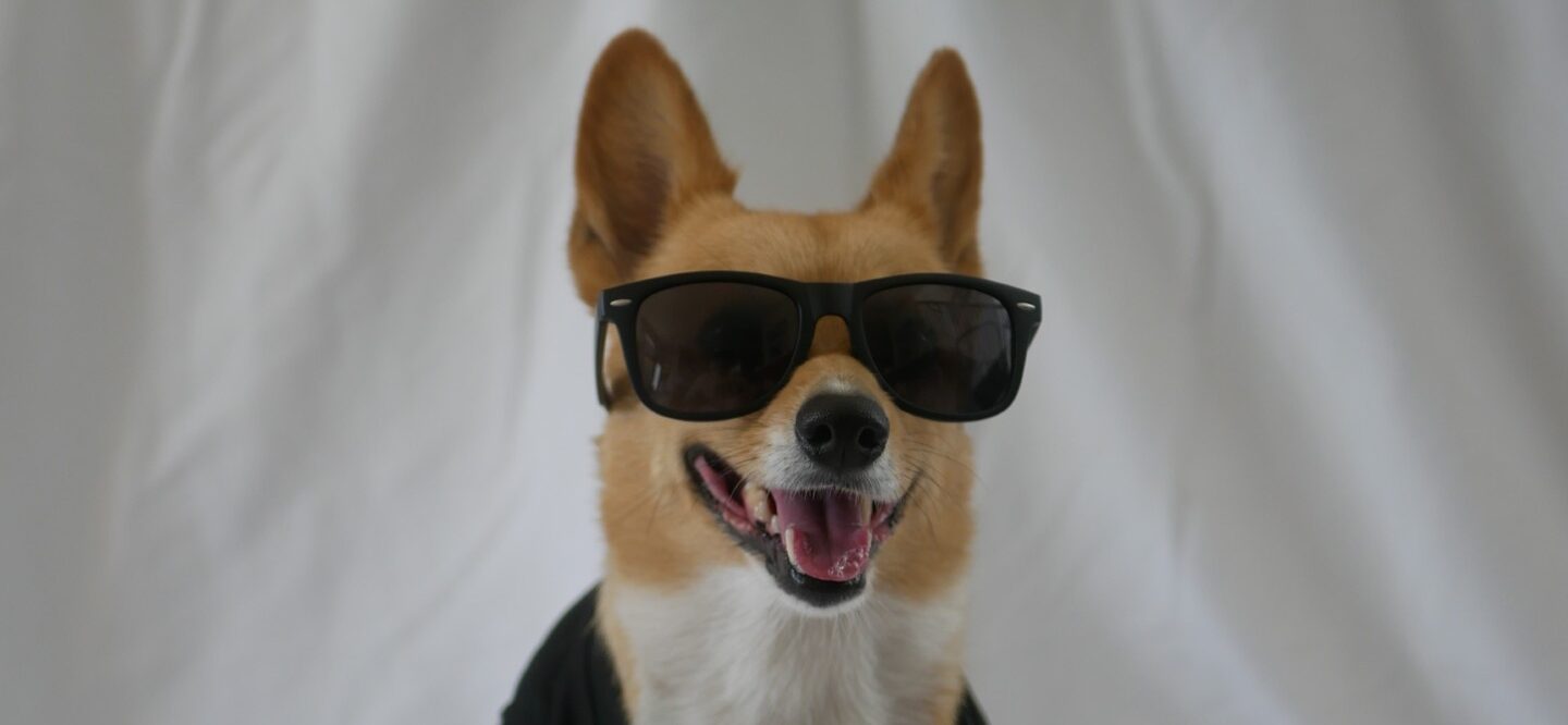 Conheça o corgi que manda nas finais da NBA