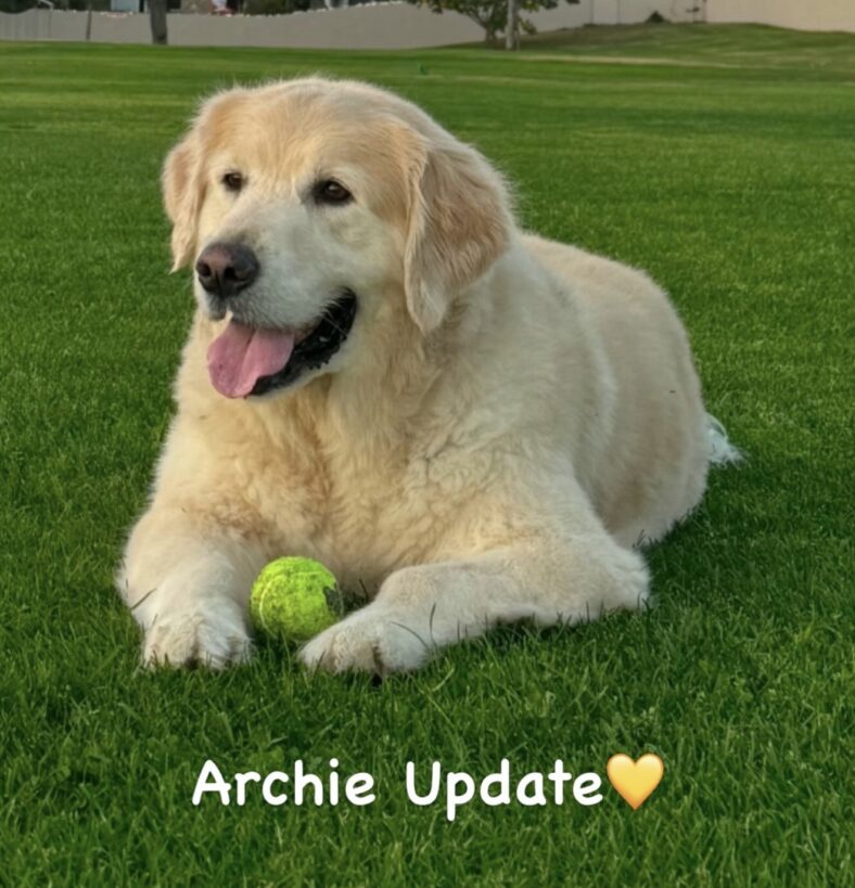 Archie Beador, Shannon's dog