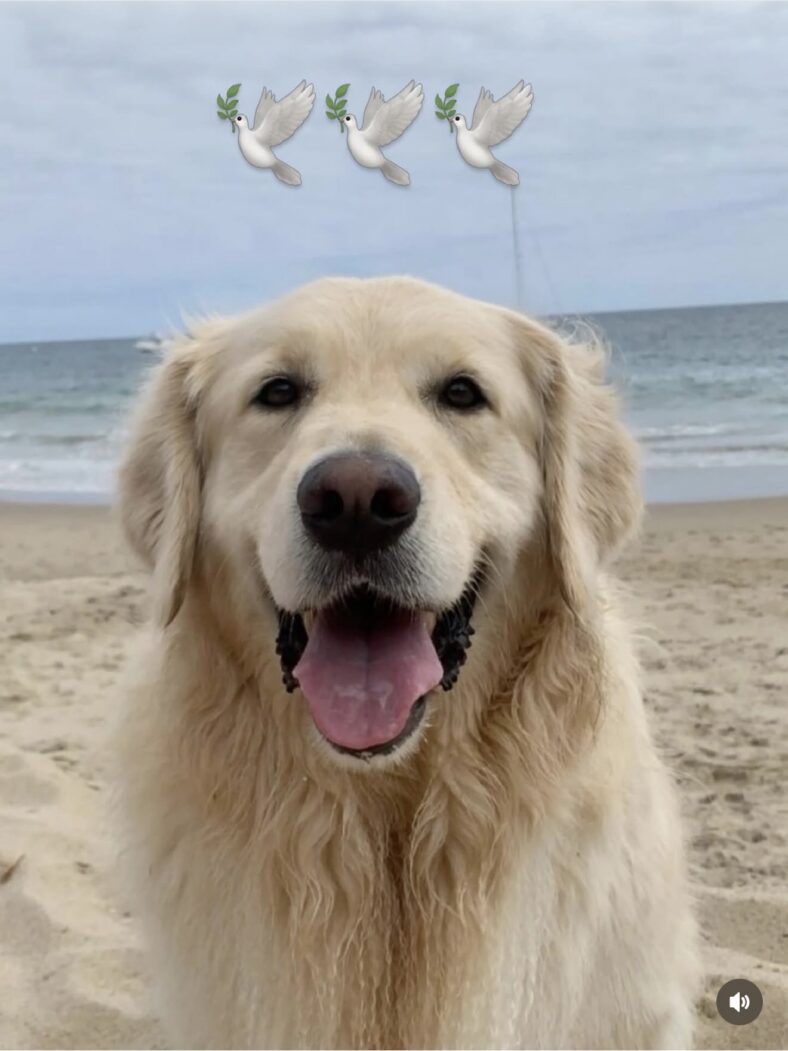 Shannon Beador's dog Archie