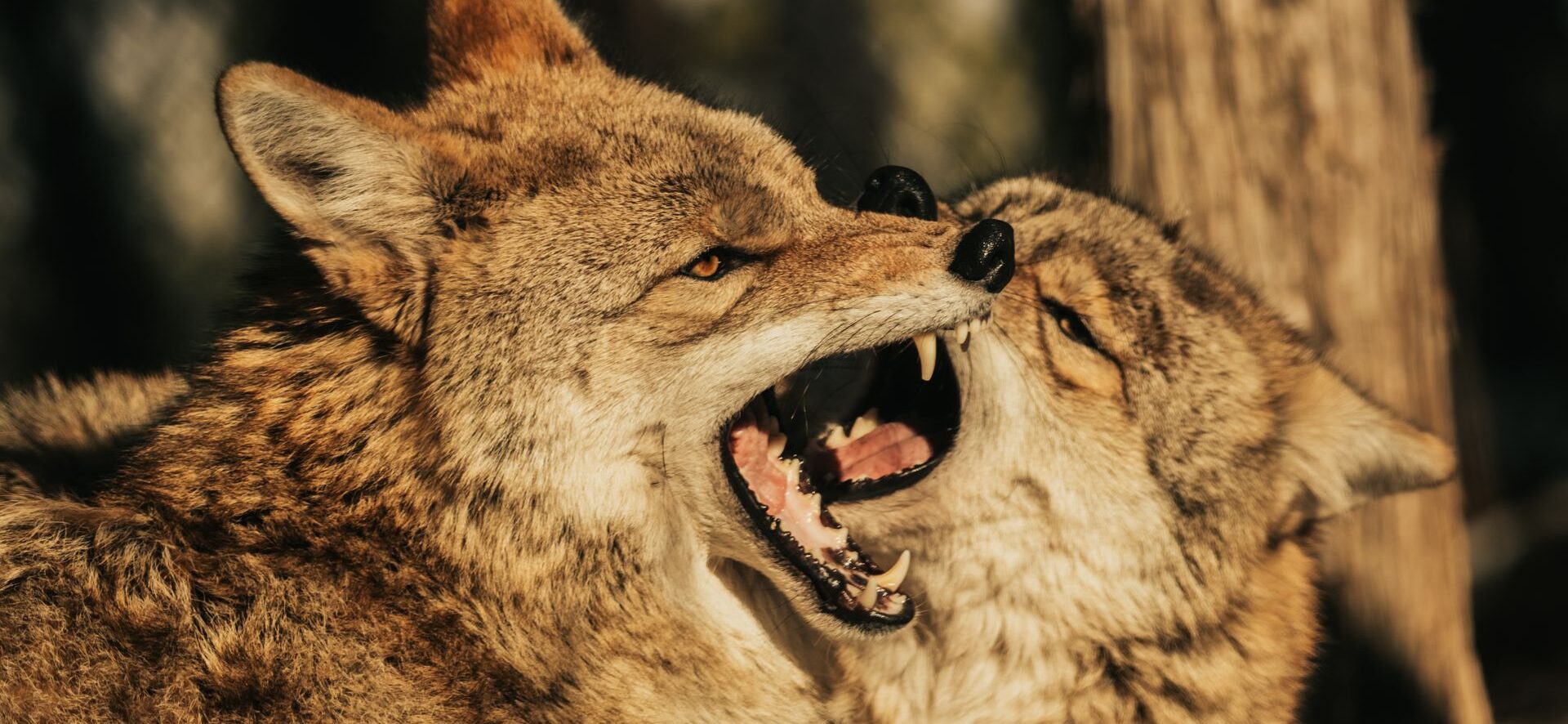 California Couple In Battle For Their Home With Coyote Family