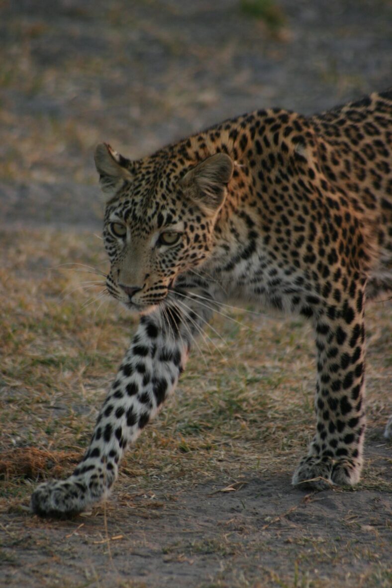 Leopard