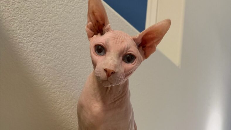 6 Dead Cats Found In Freezer As 21 Sphynx Cats Seized From Vegas Breeder; Buyer Speaks Out
